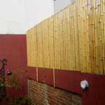 painel de bambu cana da índia