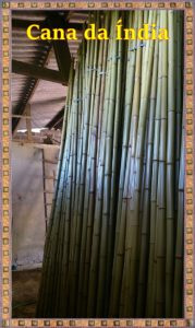 venda de bambu cana da índia tratada