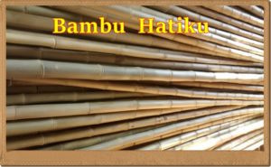 venda de bambu cana da índia tratada